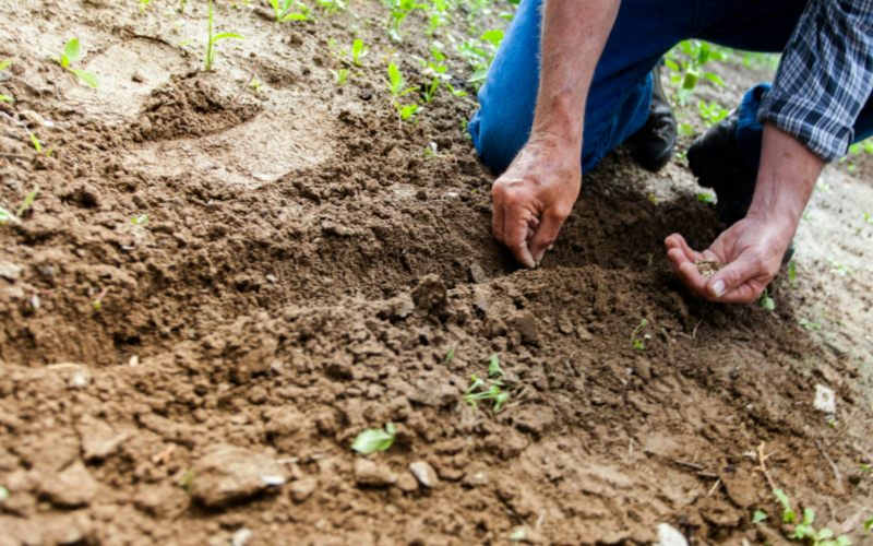 土壤、肥料以及作物的氮含量