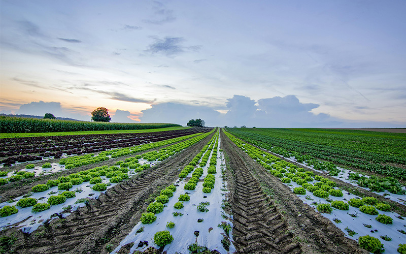 格丹納D4石墨消解儀土壤樣品四酸法消解方案